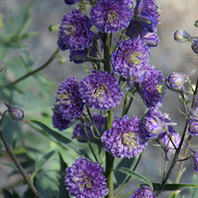 Plant Photo 1