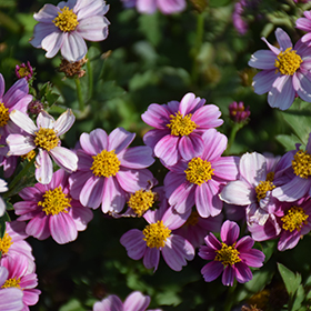 Plant Photo 6