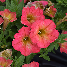 Plant Photo 1