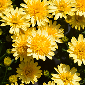 Plant Photo 3