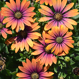 Plant Photo 8