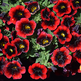 Plant Photo 8