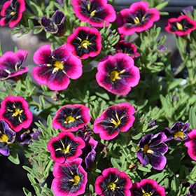 Plant Photo 3