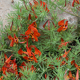 Plant Photo 5