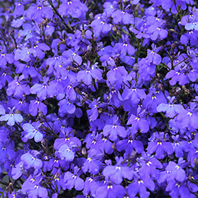 Plant Photo 7
