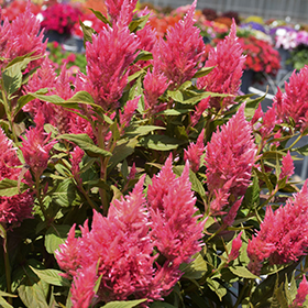 Plant Photo 9