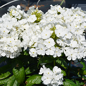 Plant Photo 10