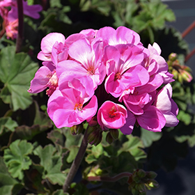 Plant Photo 9