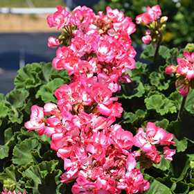 Plant Photo 2