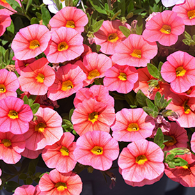 Plant Photo 9