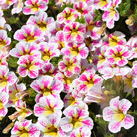 Plant Photo 2