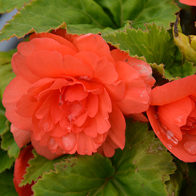 Plant Photo 1