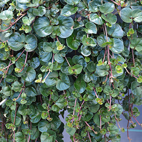 Plant Photo 6