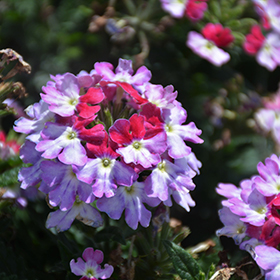 Plant Photo 10