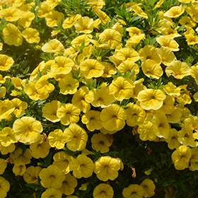 Plant Photo 7