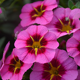 Plant Photo 7