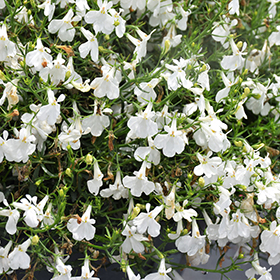 Plant Photo 8
