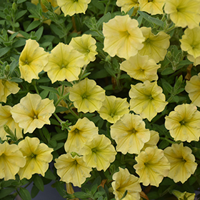 Plant Photo 10