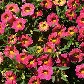 Plant Photo 1