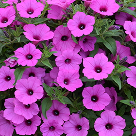 Plant Photo 7