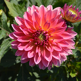 Plant Photo 2