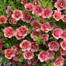 Plant Photo 3