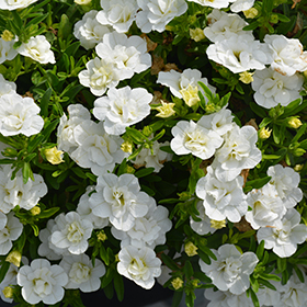 Plant Photo 6