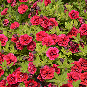 Plant Photo 5