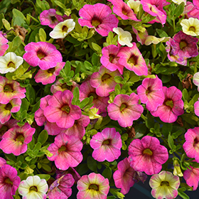 Plant Photo 6