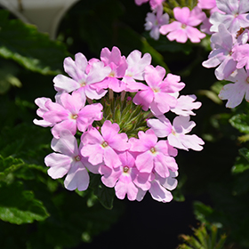 Plant Photo 10