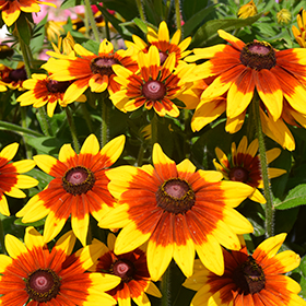 Plant Photo 5