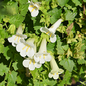 Plant Photo 4