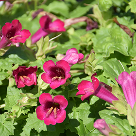 Plant Photo 3