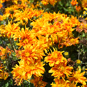 Plant Photo 3