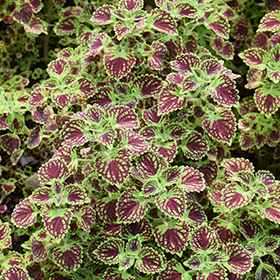 Plant Photo 6