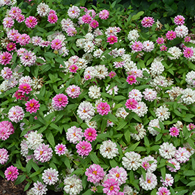 Plant Photo 9