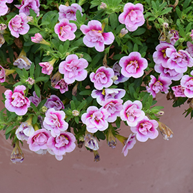 Plant Photo 4