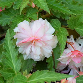 Plant Photo 9