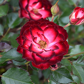 Plant Photo 3