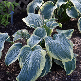 Plant Photo 5