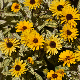 Plant Photo 6