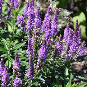 Plant Photo 2