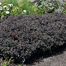 Plant Photo 7