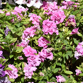 Plant Photo 5
