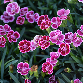 Plant Photo 3