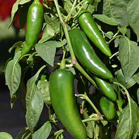 Plant Photo 1