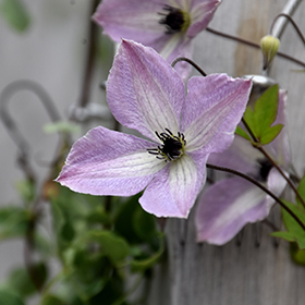 Plant Photo 4