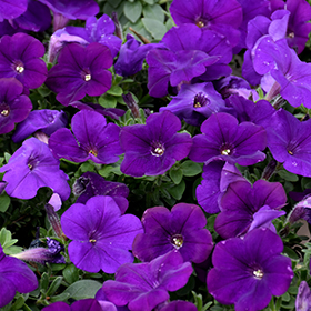 Plant Photo 4