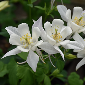 Plant Photo 3