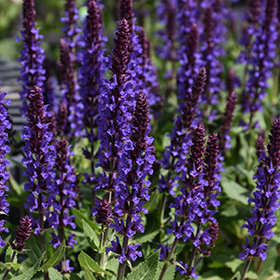 Plant Photo 2